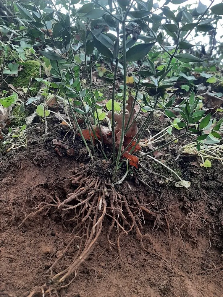 Les secrets des racines et des sols, clefs de l’agroécologie