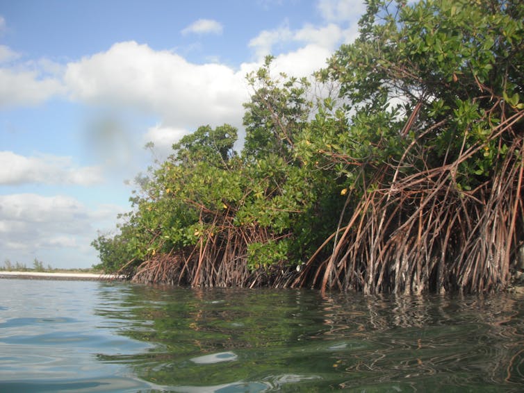 Mangrove trees with roots extending into tropical seawater