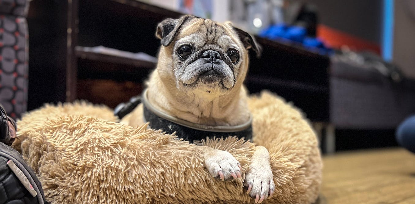 The ultimate no bones day: the death of TikTok pug Noodle shows how we can  grieve online for animals we've never met