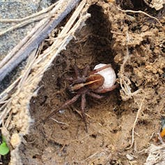 Close-up on a wolf spider.