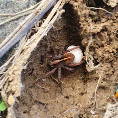 Close-up on a wolf spider.