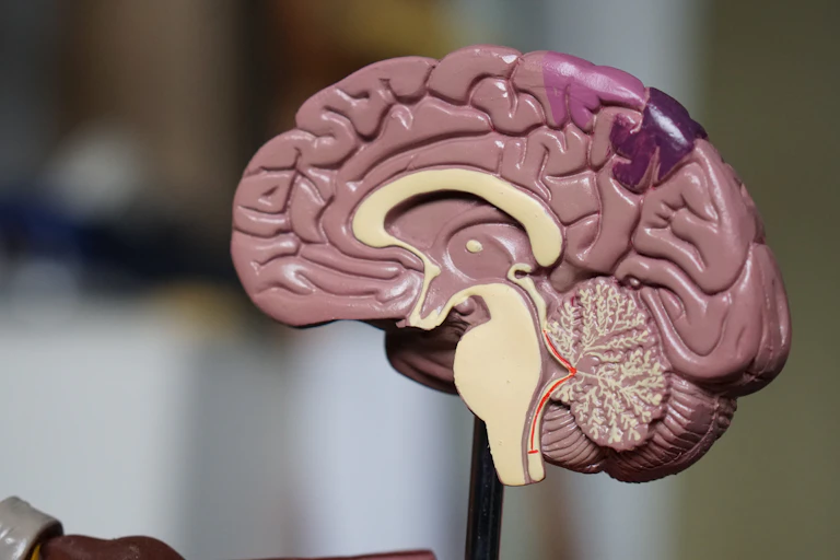 A plastic brain cut in half