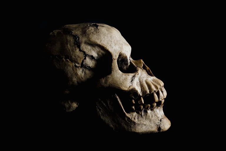 A high-contrast lit photo of a human skull on a black bacground, partially cast in shadow