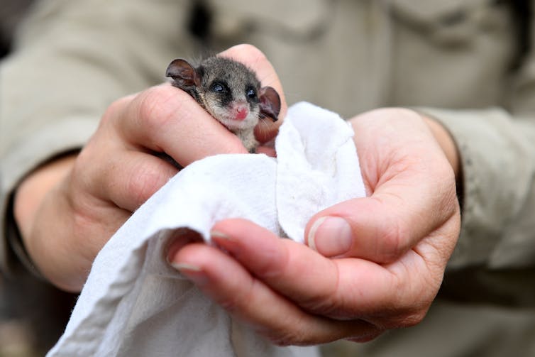 Tiny possum in human hands