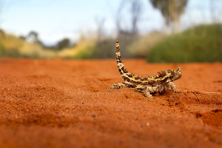Thorny devil on red dirt