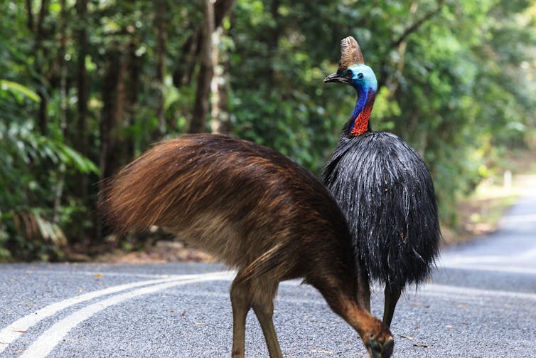 Two cassowaries on a road