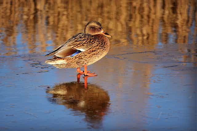 A female mallard duck standing on the icy surface of a pond.