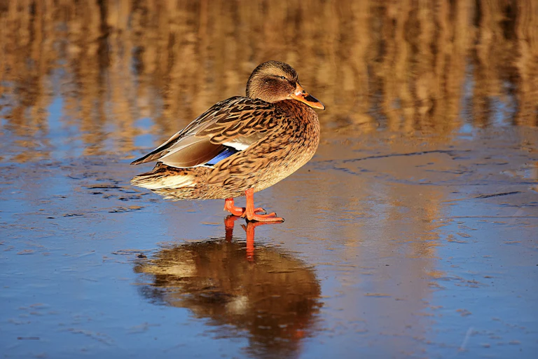 A female mallard duck standing on the icy surface of a pond.