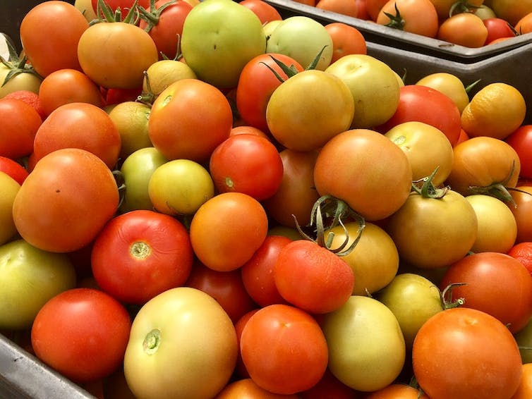 Harvested tomatoes