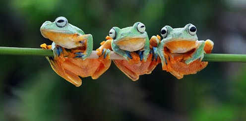 COP15: tiga visi pelestarian alam yang dibahas dalam konferensi biodiversitas PBB