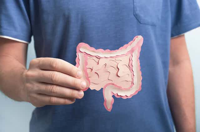 A man holds a cut out model of an intestine.