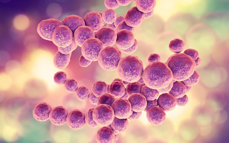 O ilustrare a bacteriei Peptococcus, care face parte din microbiomul uman.