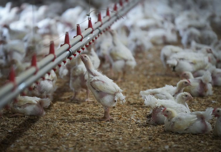 A chicken drinks water from a drinking system while dozens of chickens sit or stand in the background