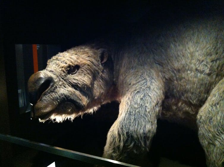 A museum exhibit showing a bear-like animal with a fleshy, large nose