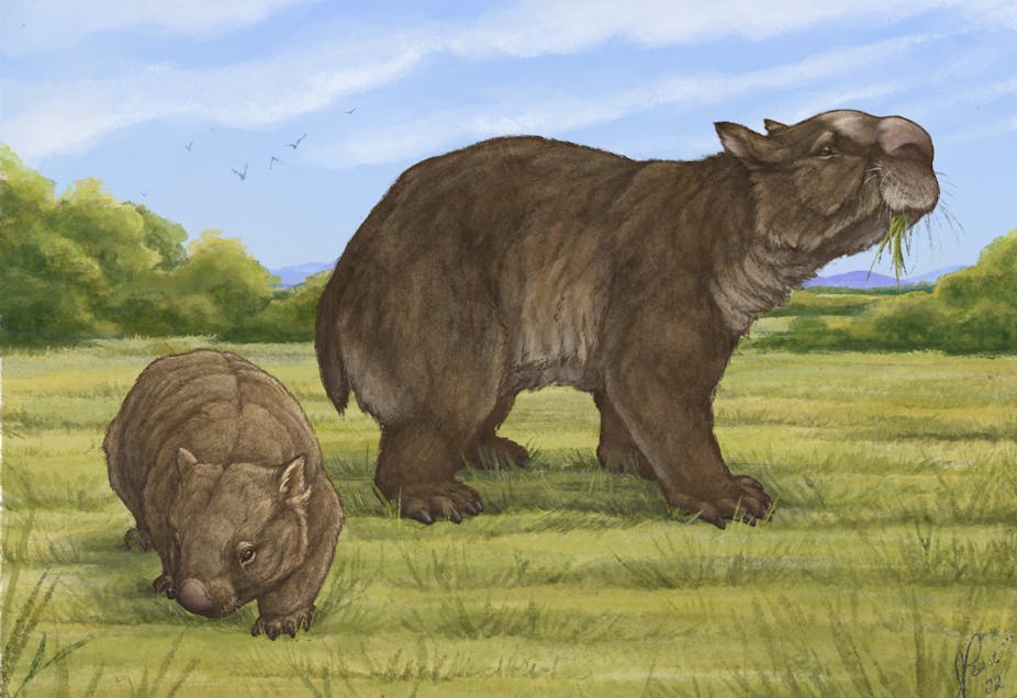 A coloured drawing of a large brown animal with a stumpy tail and large fleshy nose standing in the grass
