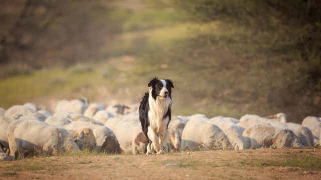Border collie in front of sheep