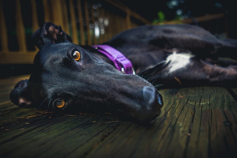 Sleepy greyhound lying on the floor