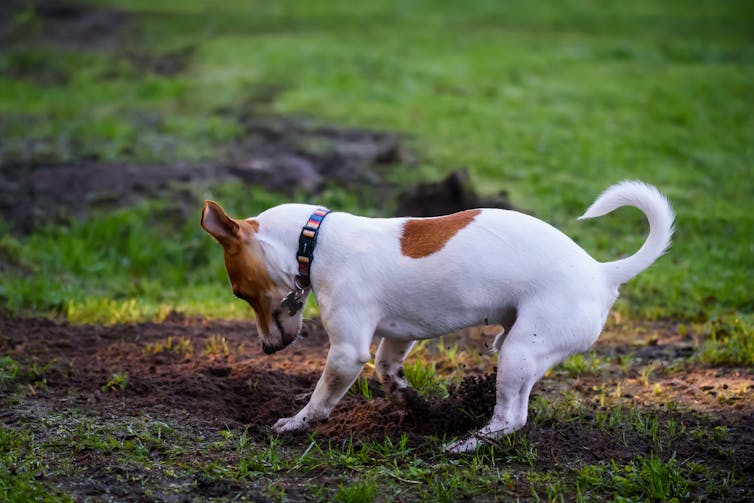 jack russel digging a hole