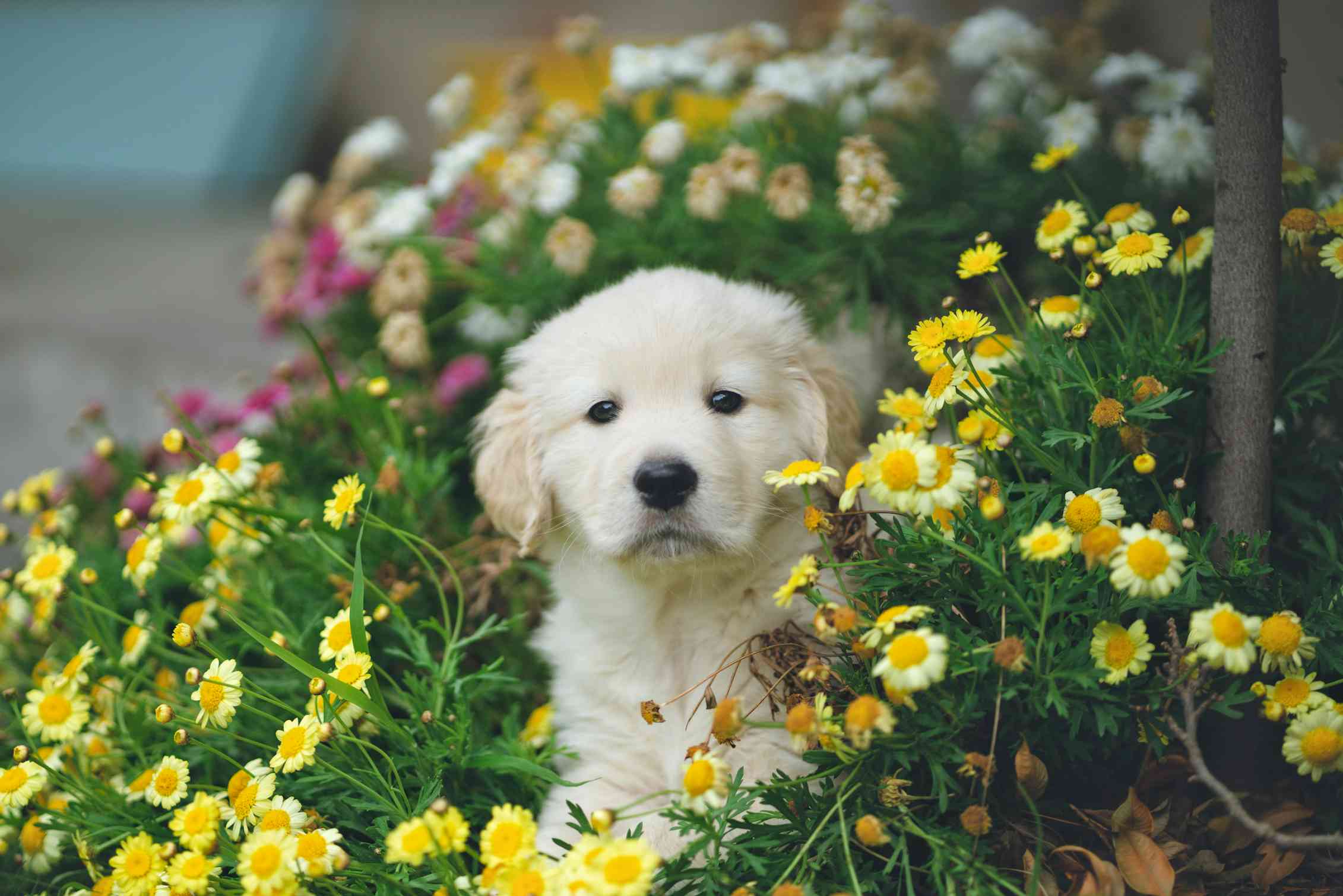 Puppy in flower bushes