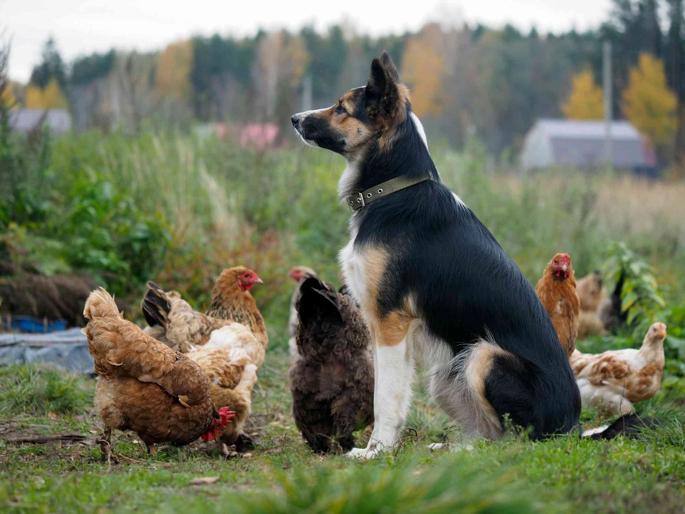 Dog sits among chickens
