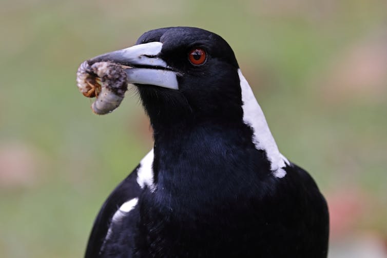 A bird holds a curl grub in its beak.