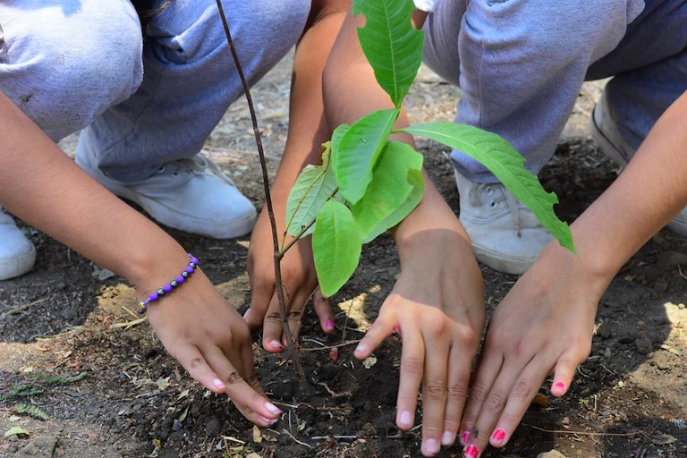 Plantation d'arbre.