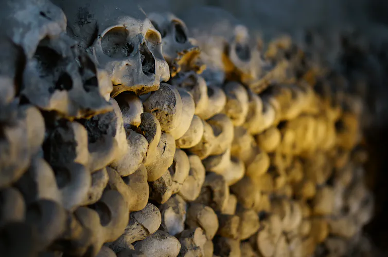 A wall of human skeletons