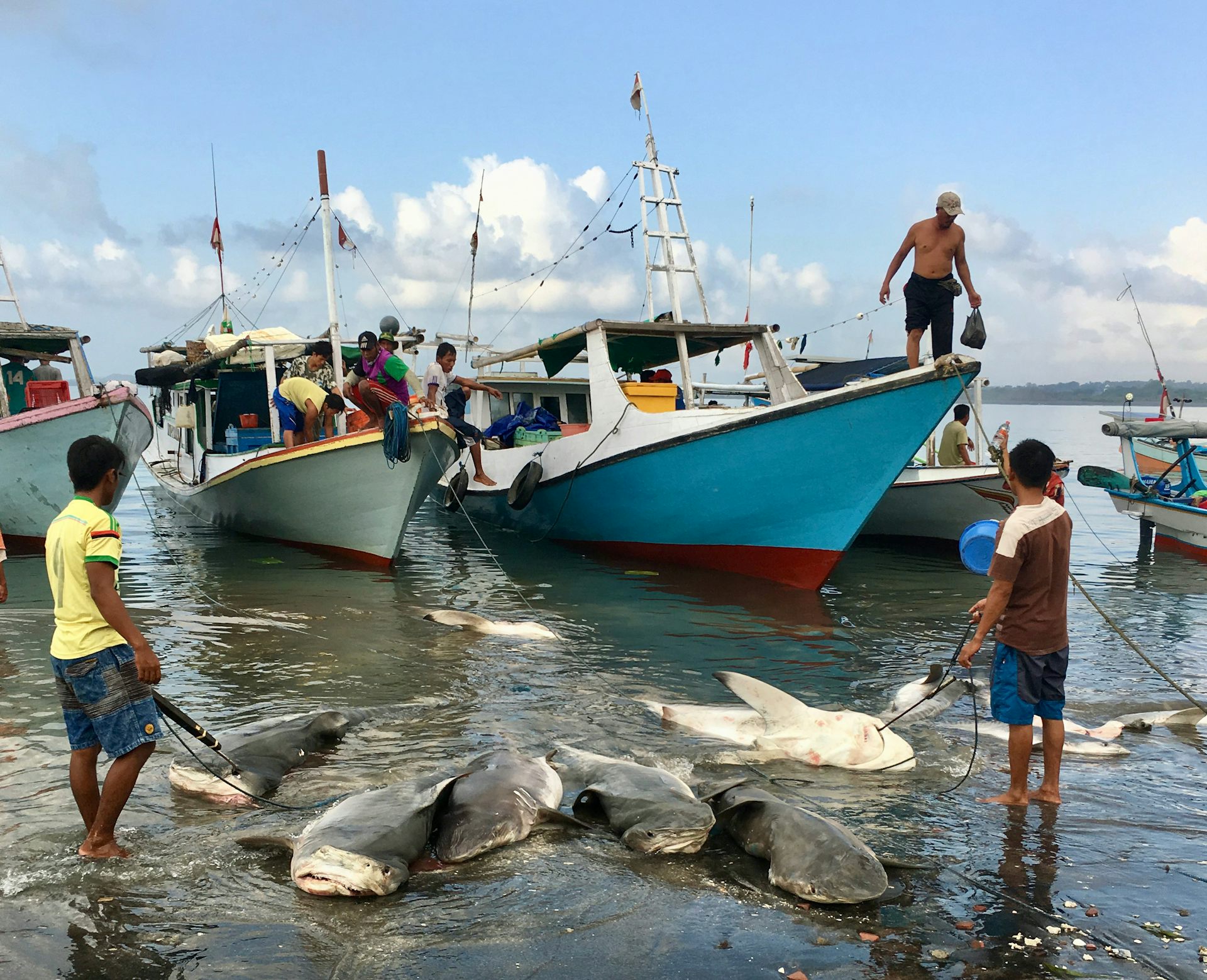 Shark fishing is a global problem that demands local solutions
