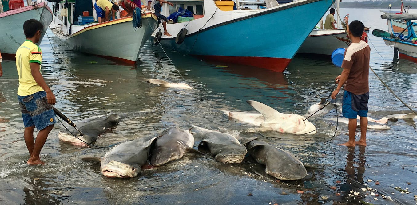 Shark fishing is a global problem that demands localsolutions