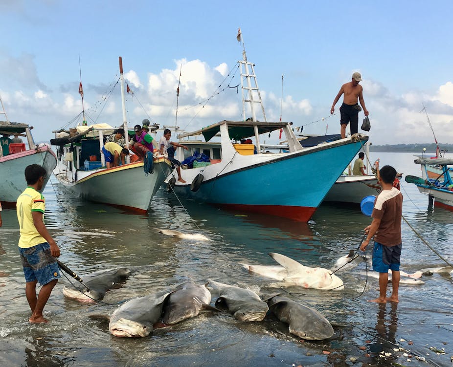 A row of dead sharks being hauled from the sea in front of four fishing boats.