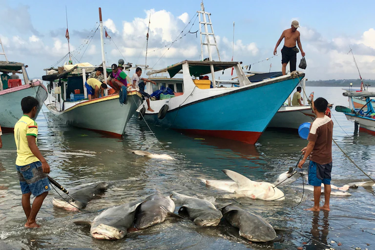 A row of dead sharks being hauled from the sea in front of four fishing boats.