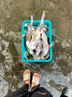 Uma cesta cheia de tubarões-martelo capturados aos pés de uma pessoa.