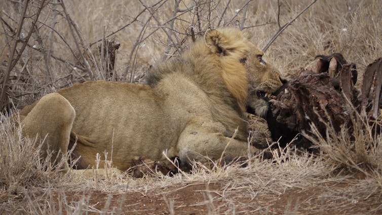 People born today will see food webs collapse, animals disappear