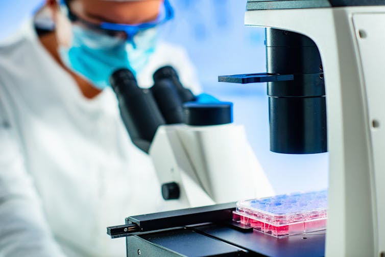 A stem cell researcher in a lab coat and mask looks through a microscope.