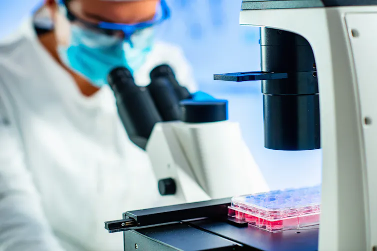 A stem cell researcher in a lab coat and mask looks through a microscope.