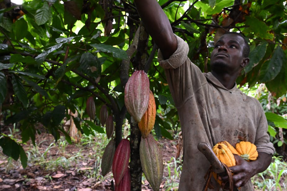 Récolte du cacao en Côte d'Ivoire