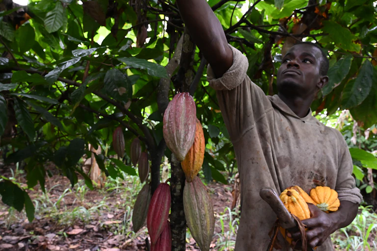 Récolte du cacao en Côte d'Ivoire