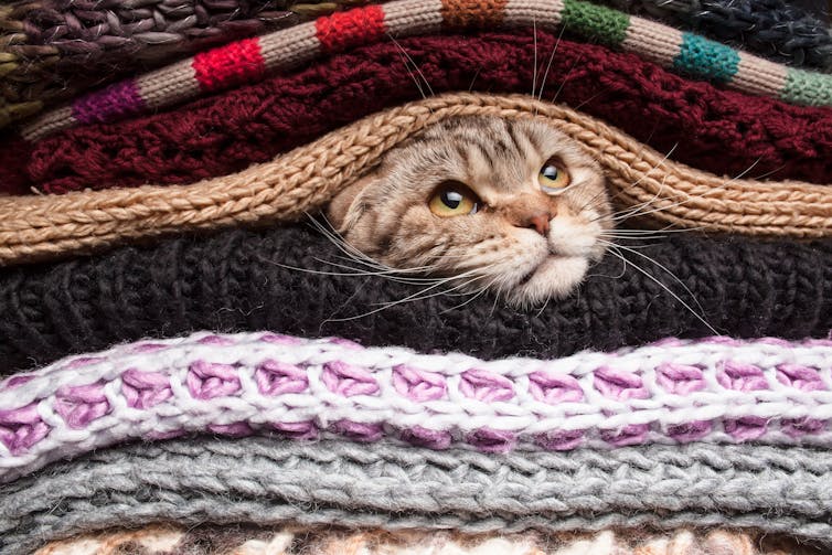 cat peeking out of pile of wooly jumpers