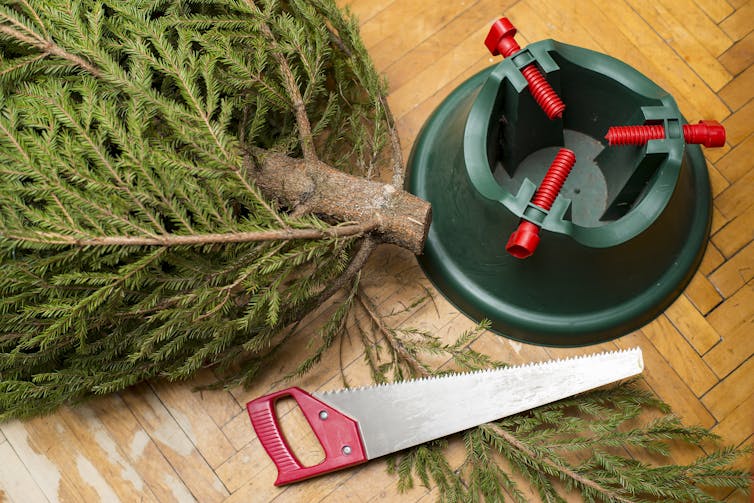 base of a conifer next to a Christmas tree stand and saw