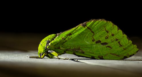 Insects and spiders make up more than half NZ's animal biodiversity – time to celebrate these spineless creatures
