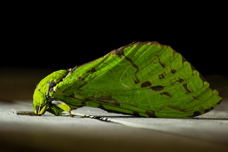 Close-up of a puriri moth