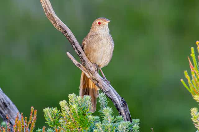 Little brown bird perched on a branch