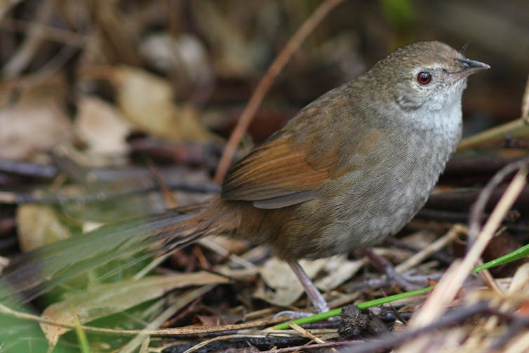 Close up of eastern bristlebirds