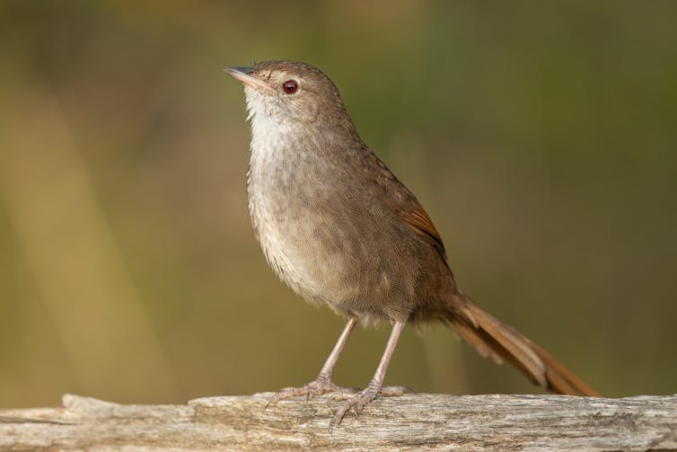 Eastern bristlebird close up