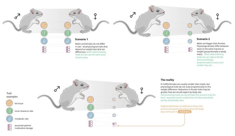 A chart illustrating the comparison between male and female mouse body size and the resulting effects