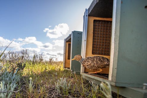'Complete elation' greeted Plibersek's big plans to protect nature