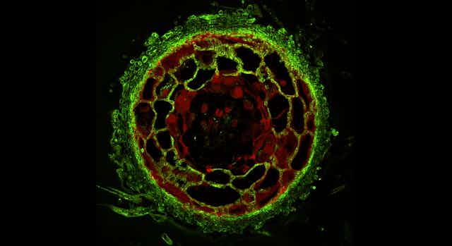 des cellules de racine de pin en rouge et des champignons en vert, entremélées, montrent leur symbiose