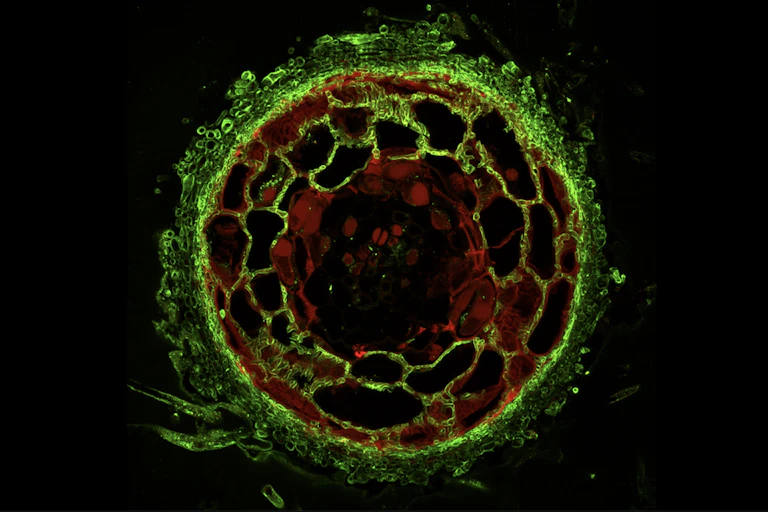 des cellules de racine de pin en rouge et des champignons en vert, entremélées, montrent leur symbiose