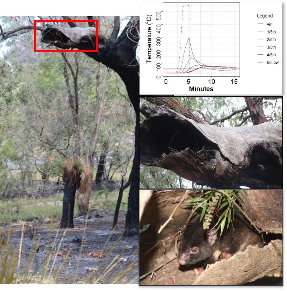 Bad Fire Examples Bad fire science can kill our threatened species. It’s time to ...