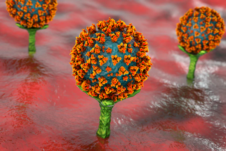 An illustration of SARS-CoV-2 viruses binding to ACE2 receptors on a human cell.